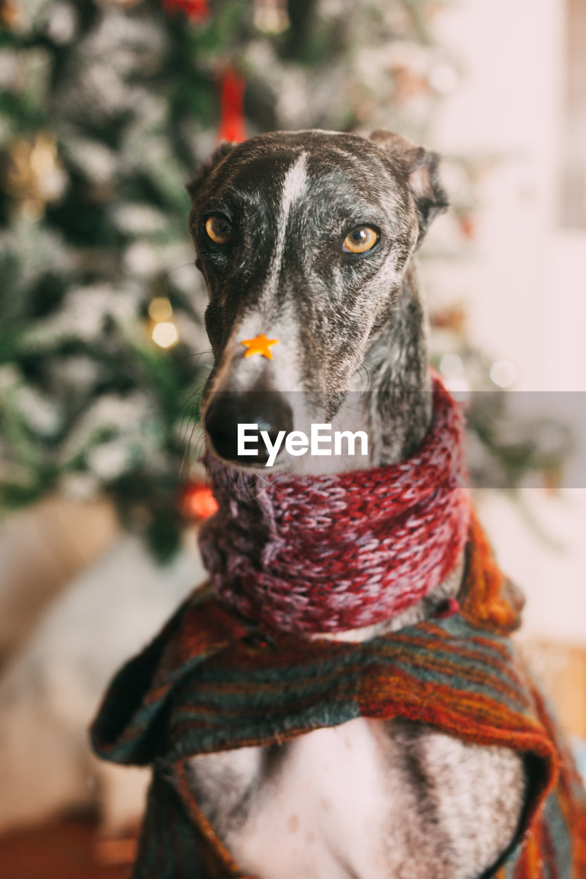 Close-up portrait of dog against christmas tree at home