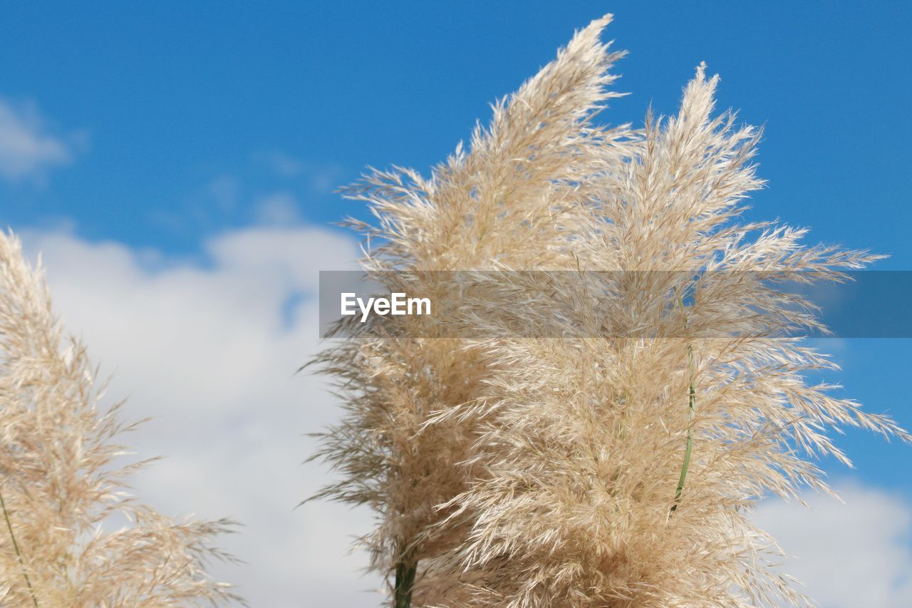 grass, sky, plant, nature, tree, frost, branch, winter, field, blue, sunlight, growth, no people, beauty in nature, cloud, low angle view, day, close-up, outdoors, tranquility, wind, agriculture, landscape, environment, crop, flower