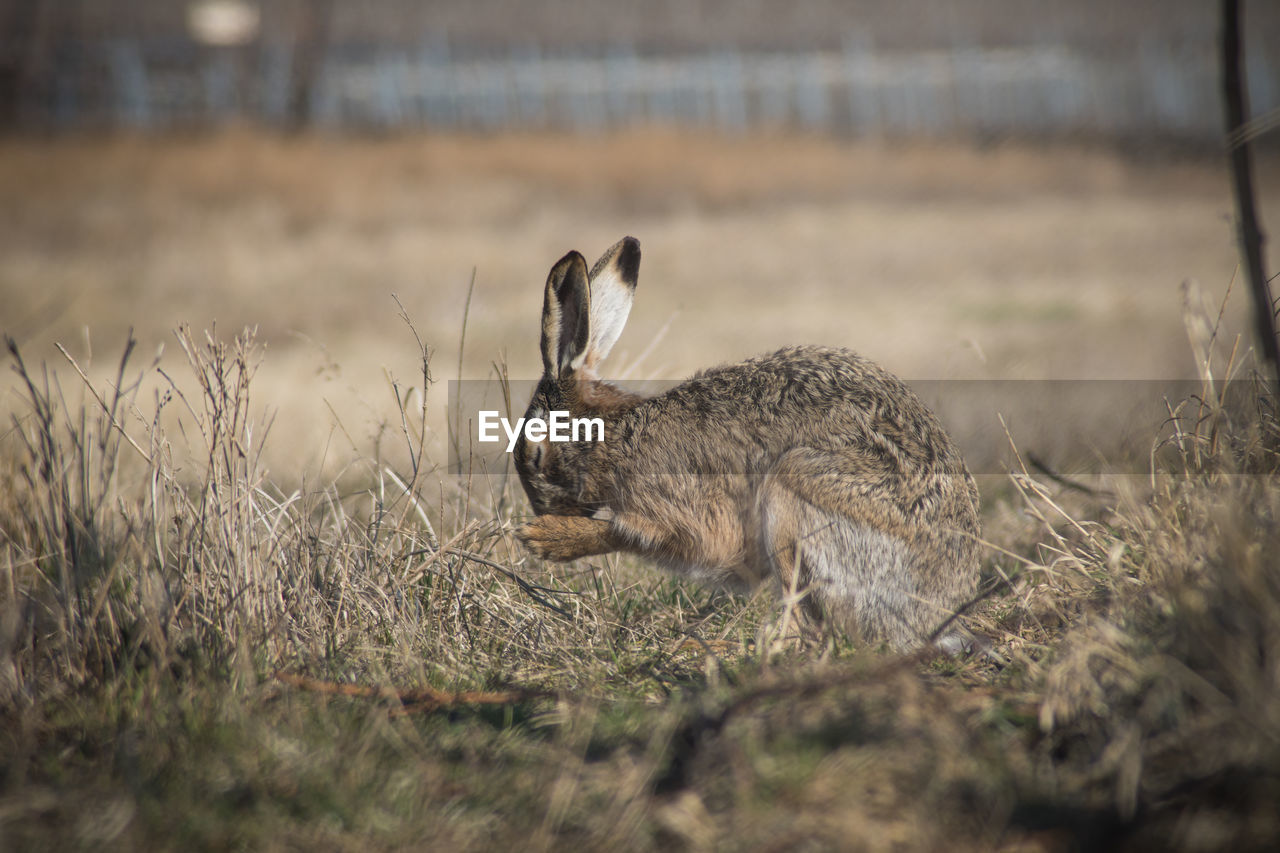 animal, animal themes, animal wildlife, wildlife, mammal, one animal, grass, nature, no people, plant, rabbits and hares, rabbit, selective focus, hare, outdoors, prairie, day