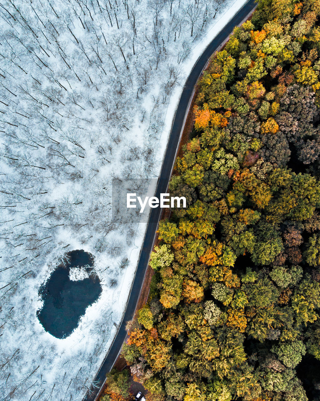 Directly above shots of trees in forest