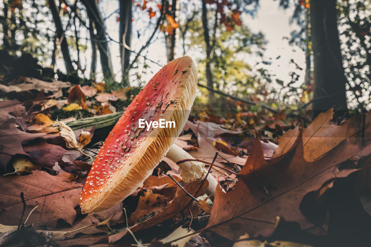 Close-up of mushroom growing on field during autumn