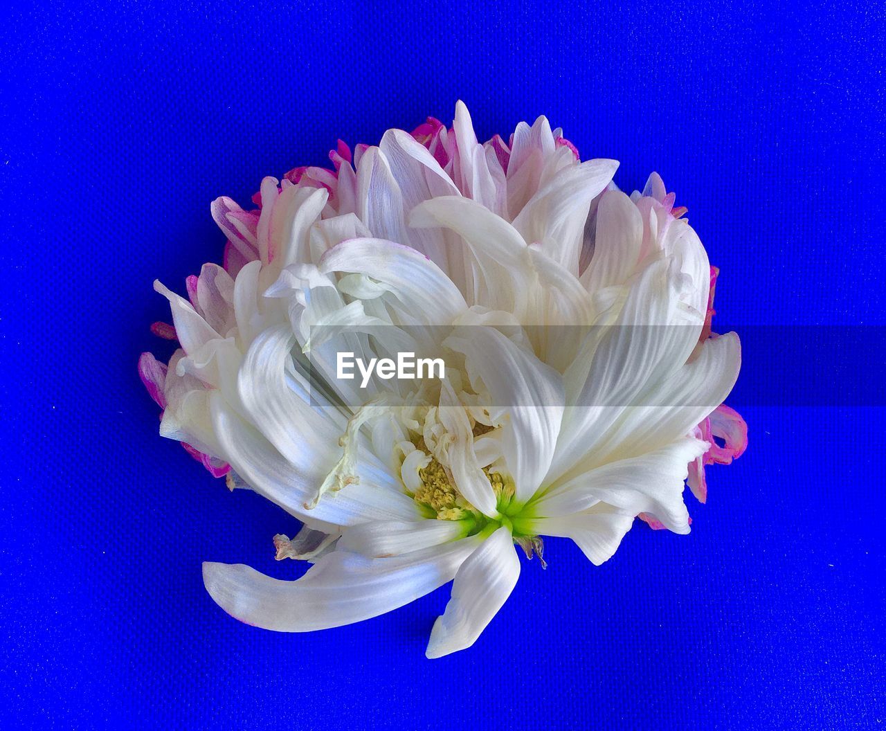 CLOSE-UP OF WHITE FLOWER AGAINST BLUE SKY