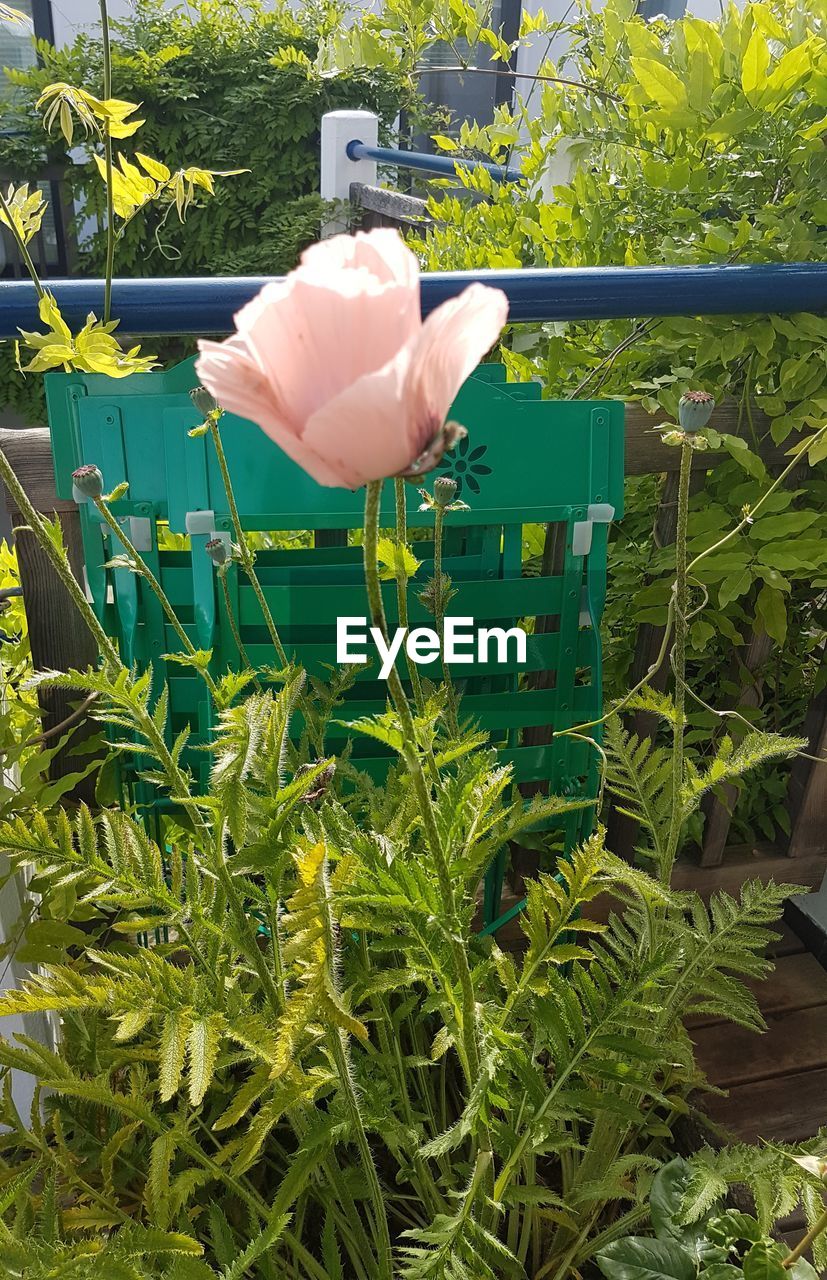 HAND HOLDING WHITE FLOWERING PLANT