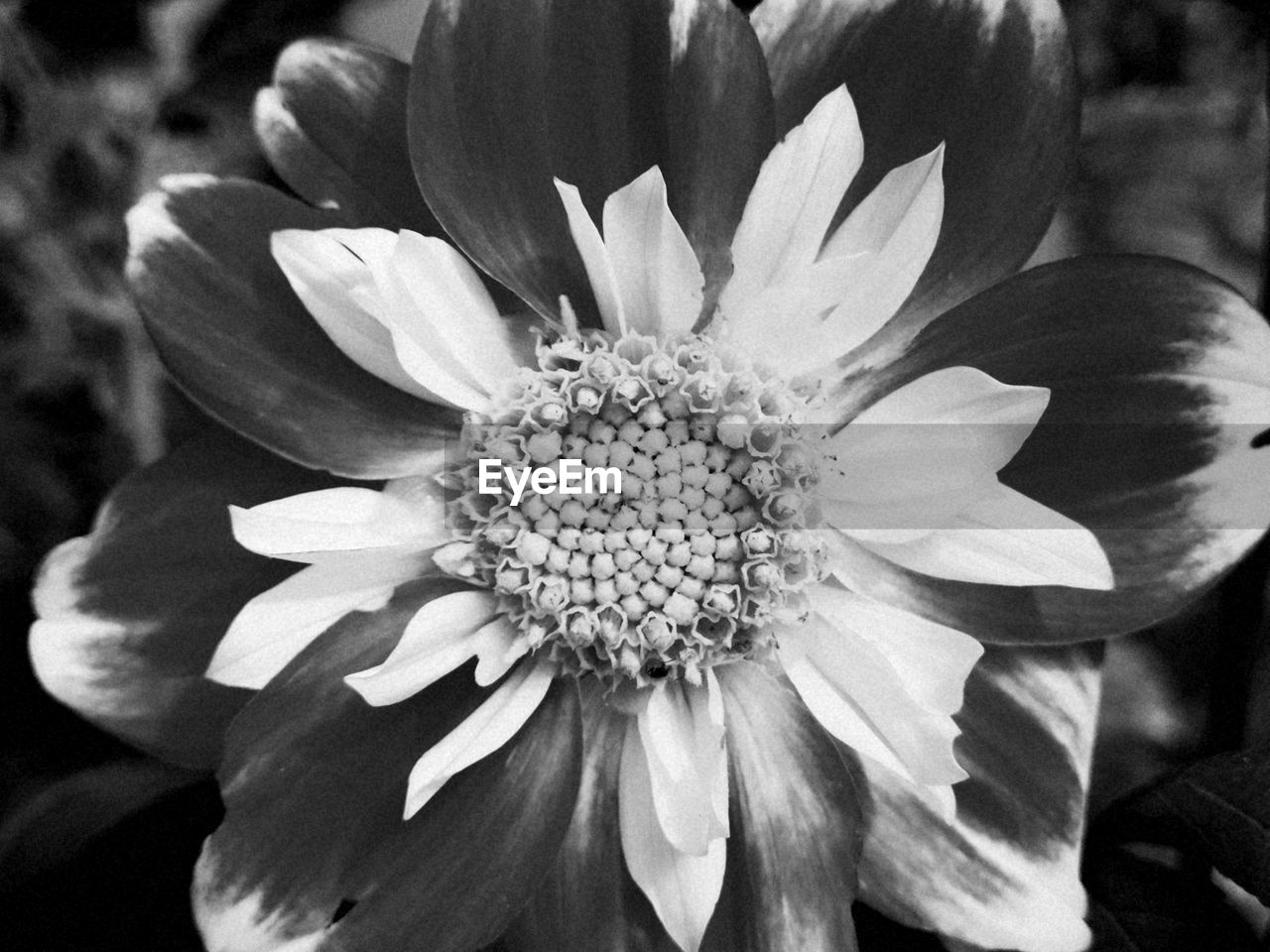 Close-up of flowering plant