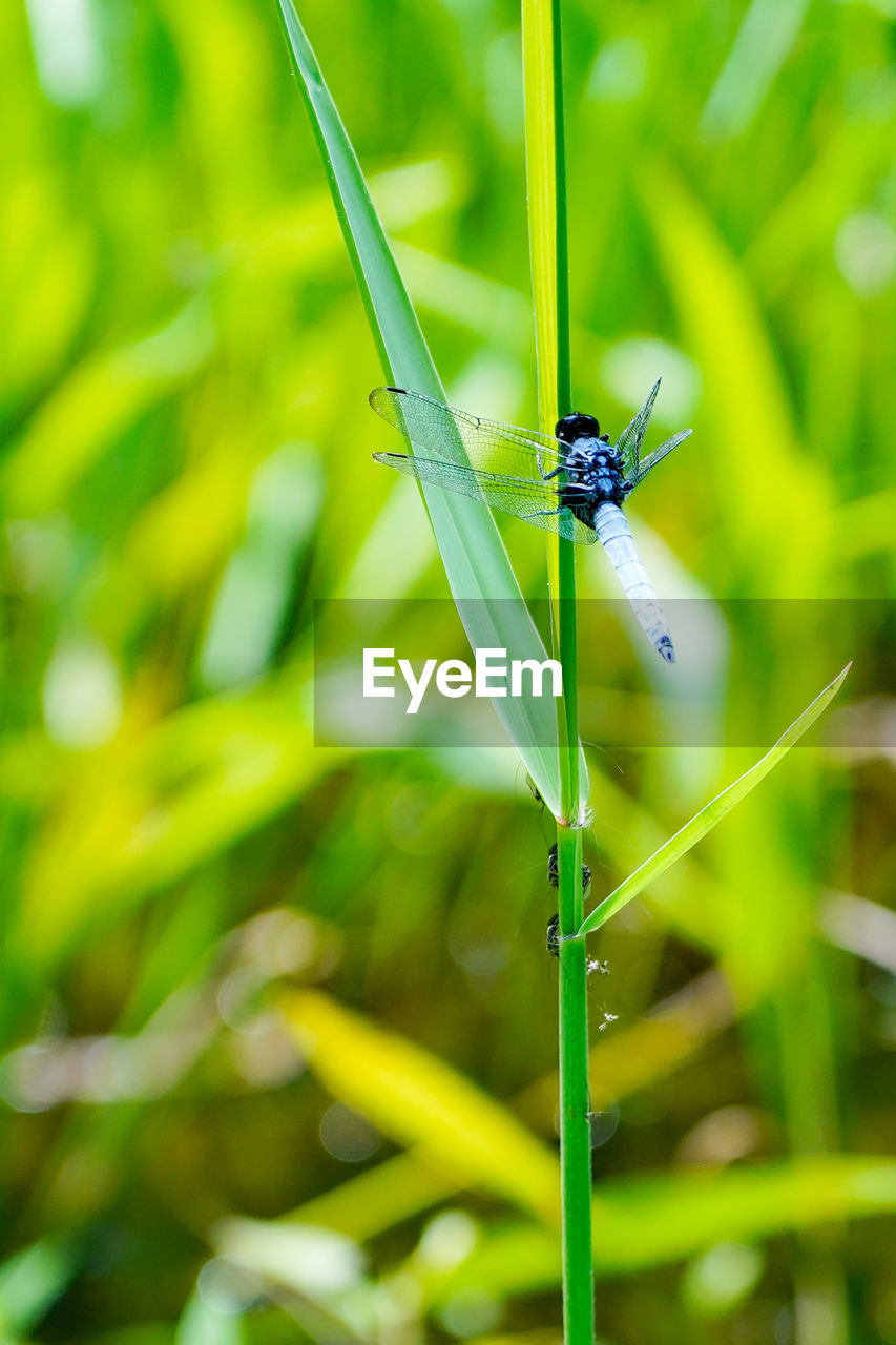 Close-up of insect on grass