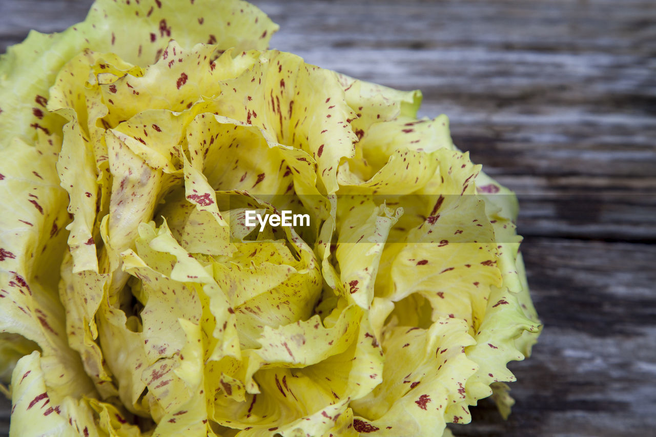 CLOSE-UP OF YELLOW LEAF