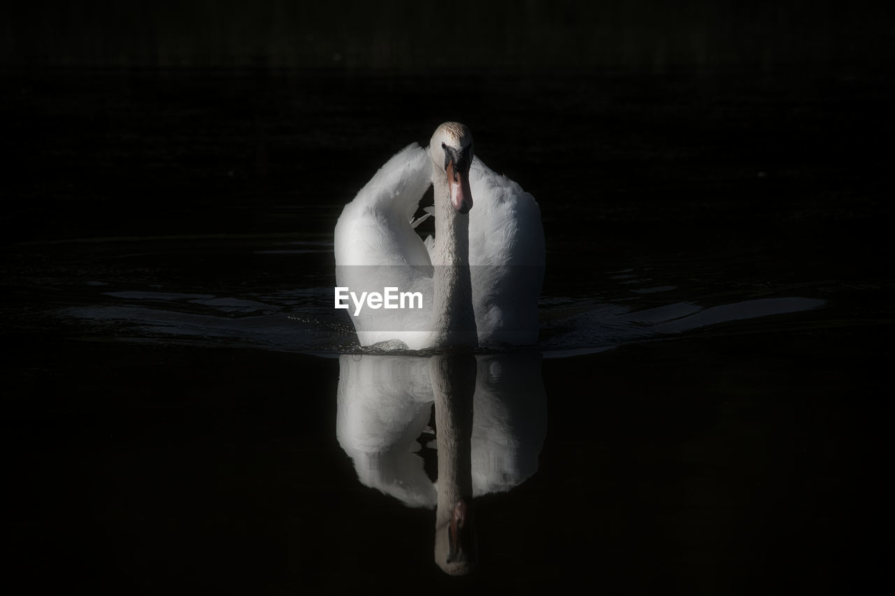 WHITE SWAN SWIMMING ON LAKE