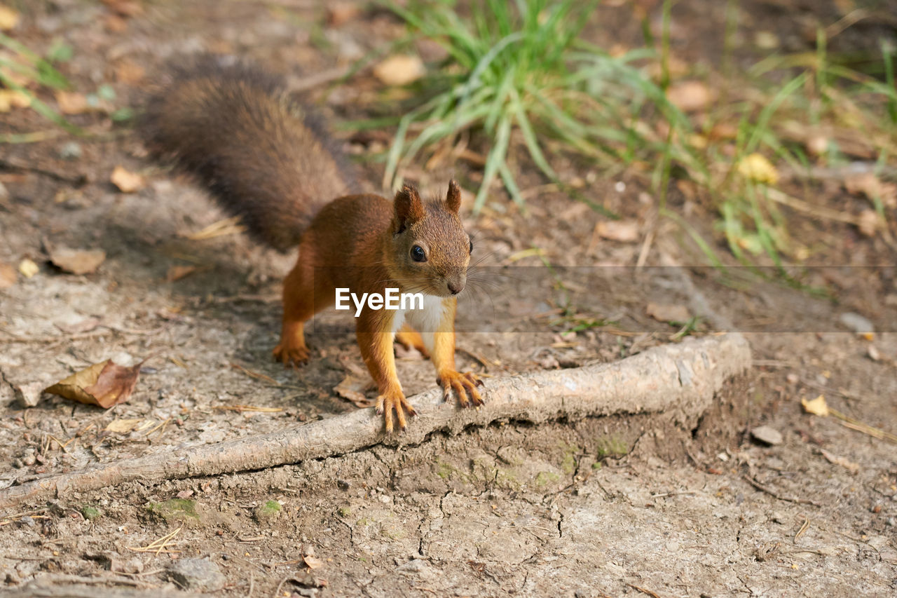animal, animal themes, squirrel, animal wildlife, rodent, one animal, wildlife, mammal, chipmunk, nature, tail, no people, land, eating, cute, outdoors, food, brown, full length, forest, day, food and drink, nut, nut - food
