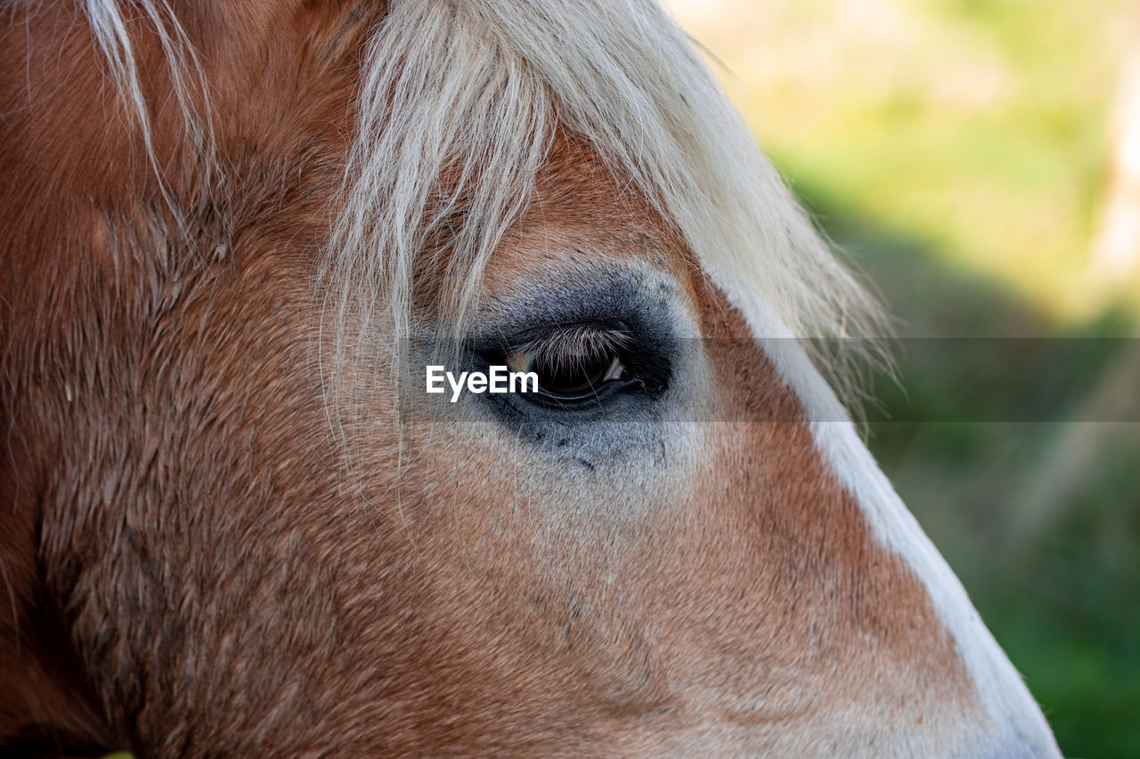 CLOSE-UP OF HORSE EYE