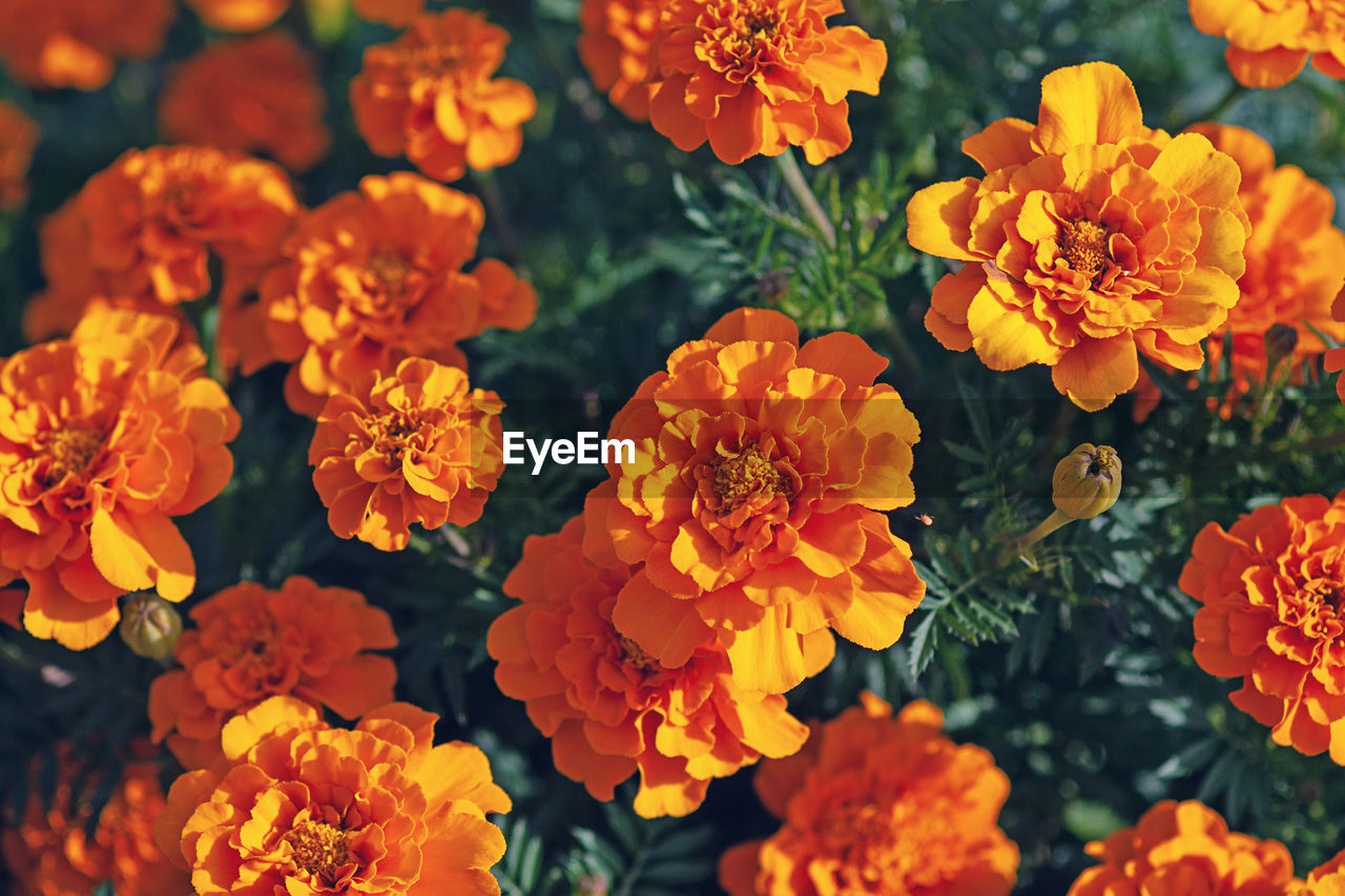 Marigold flowers top view -tagetes erecta l. - closeup