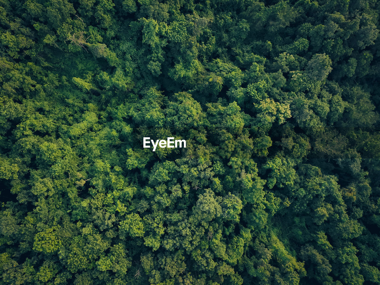 Aerial top view of green trees in forest. drone view of dense green tree captures co2. green tree