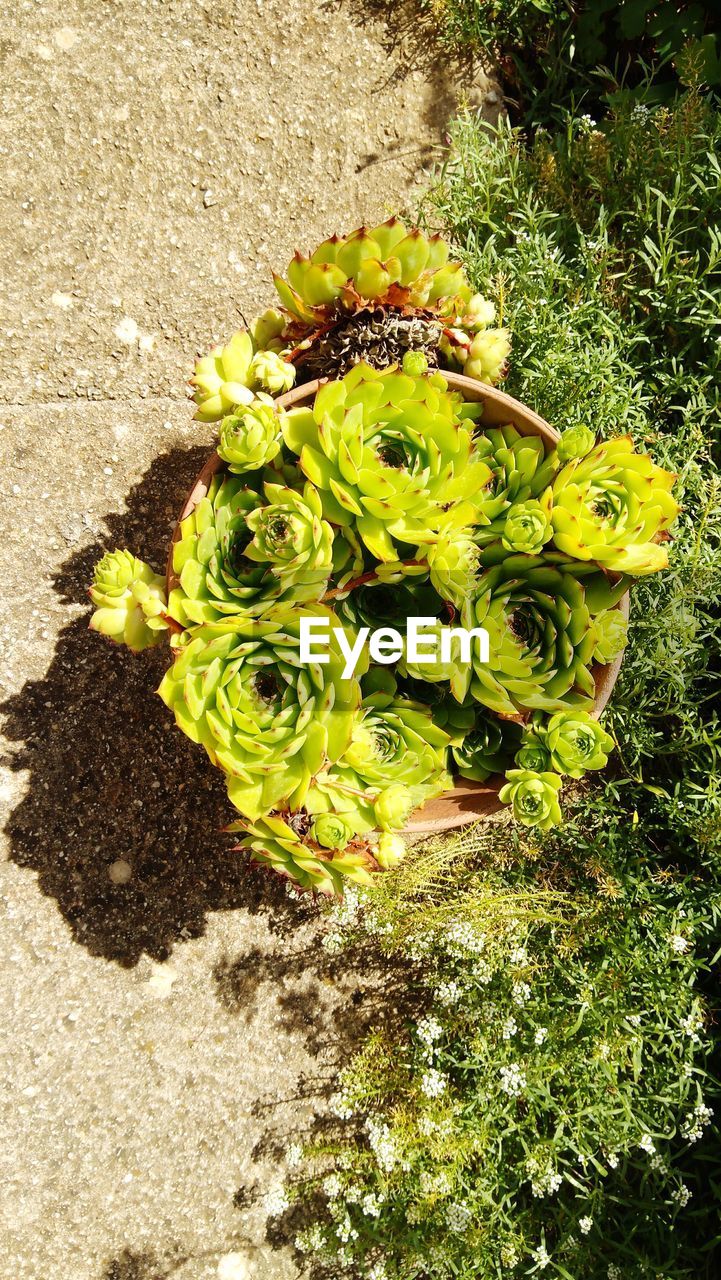HIGH ANGLE VIEW OF FLOWERING PLANT ON STONE WALL