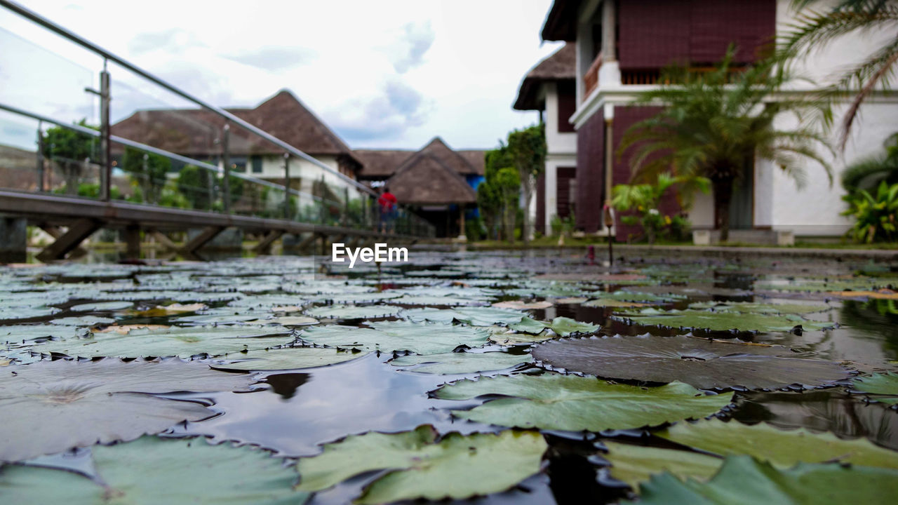 POND IN WATER