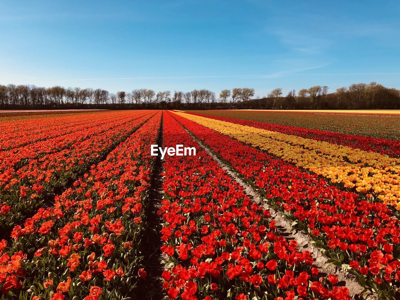 Red tulips in field against sky