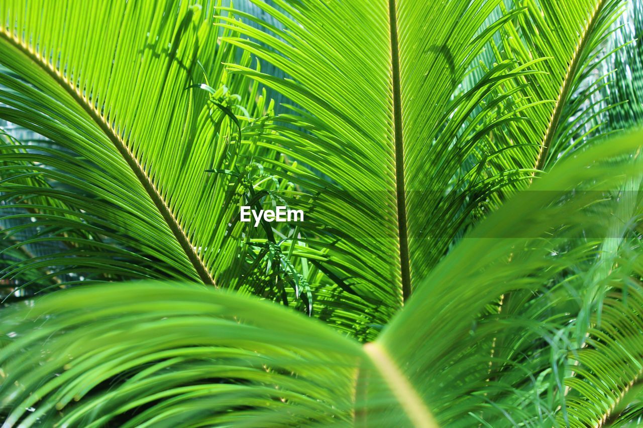 Close-up of palm leaf