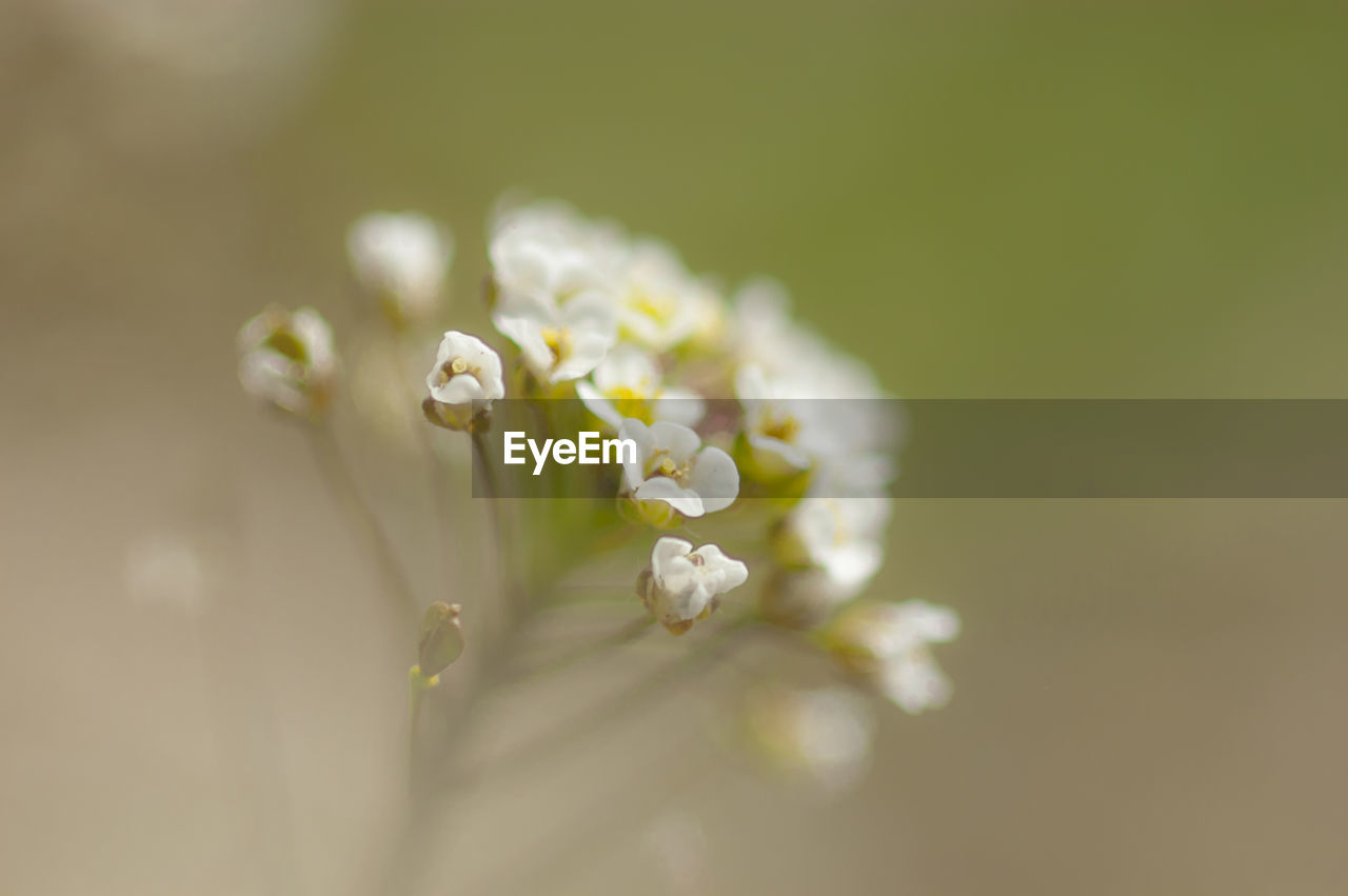 Close-up of white flowers