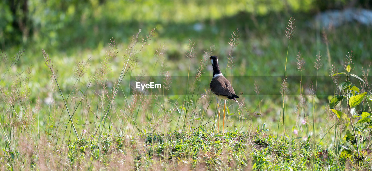 VIEW OF BIRD PERCHING ON GRASS