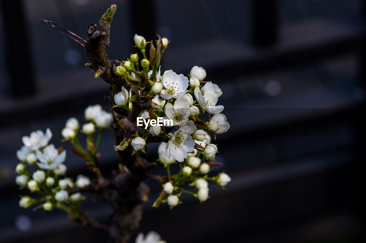 Close-up of white flowering plant