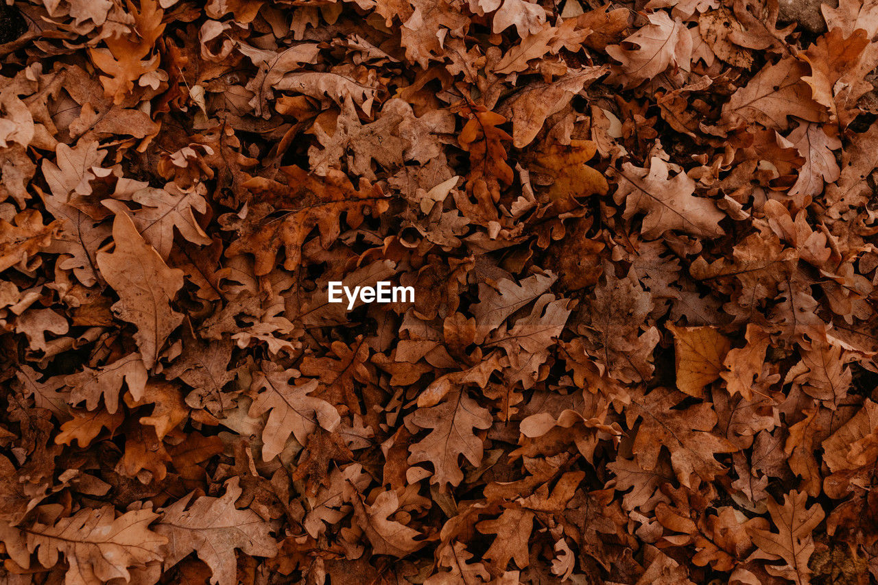 full frame shot of dry leaves during autumn