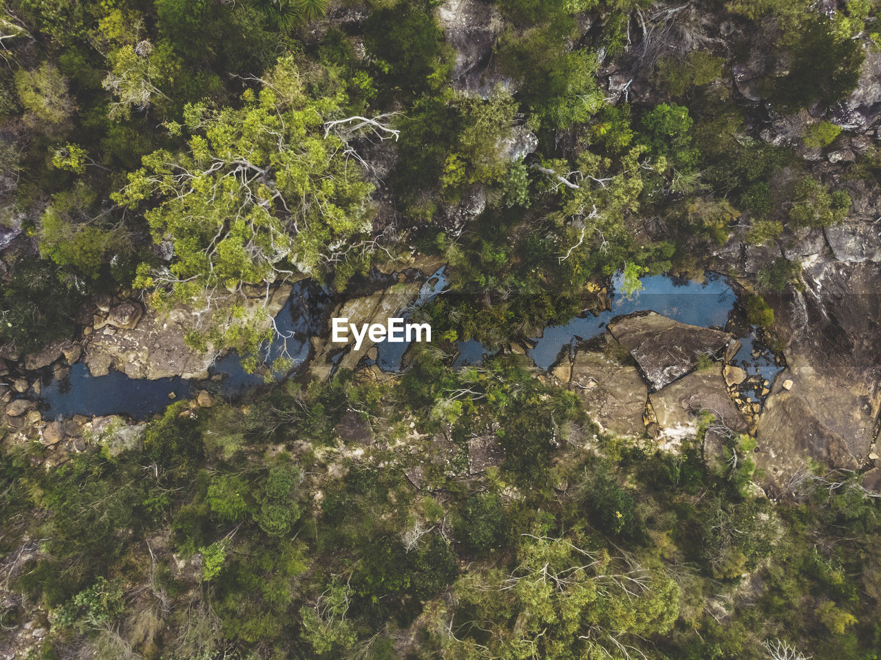 HIGH ANGLE VIEW OF TREES ON ROCKS