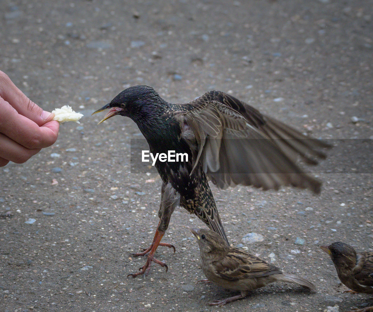 Cropped hand feeding starling on footpath