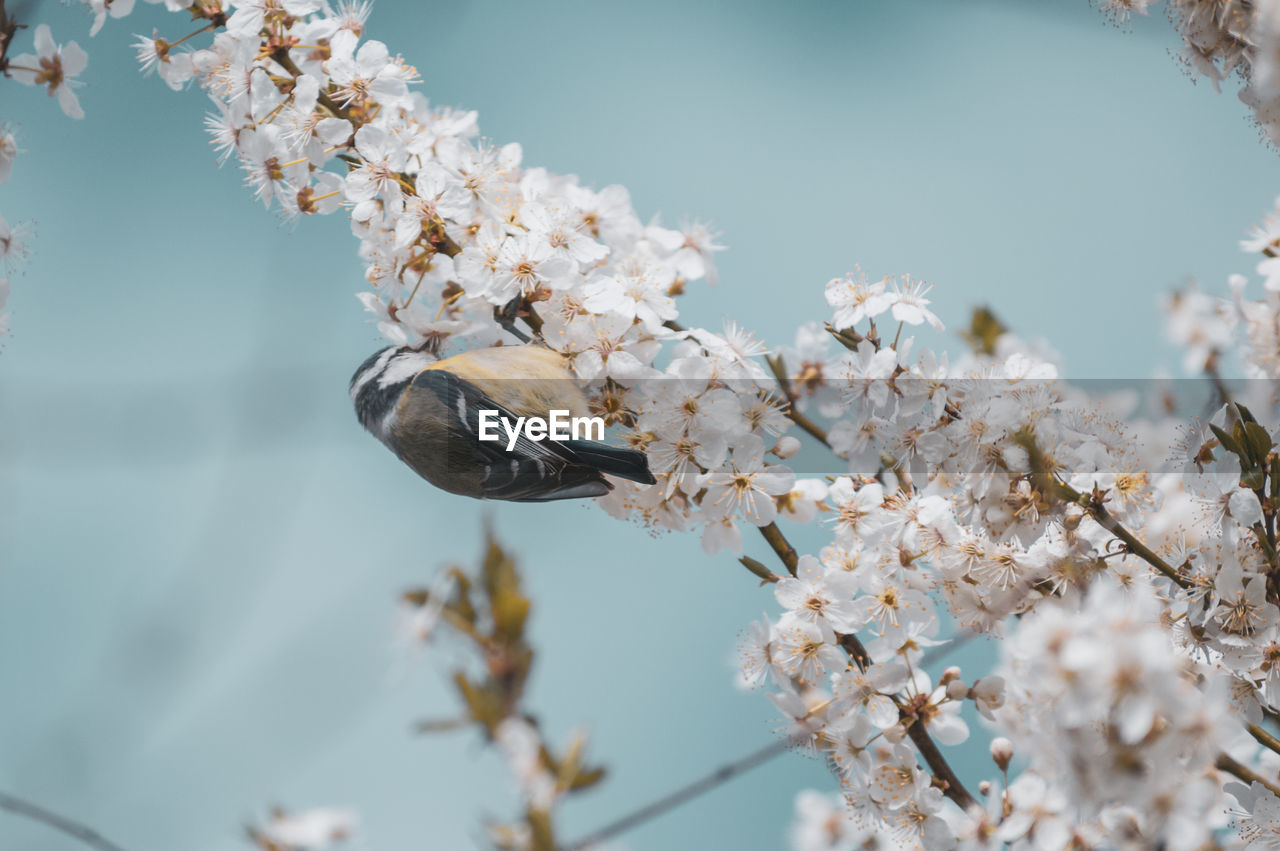 Close-up of a bird in cherry blossoms in spring
