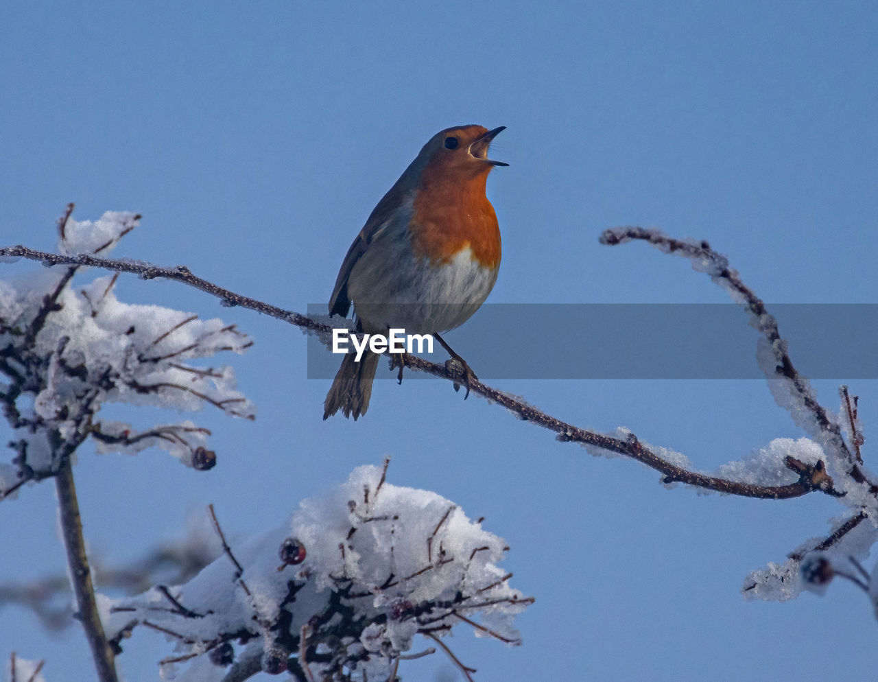 LOW ANGLE VIEW OF BIRD PERCHING ON TWIG