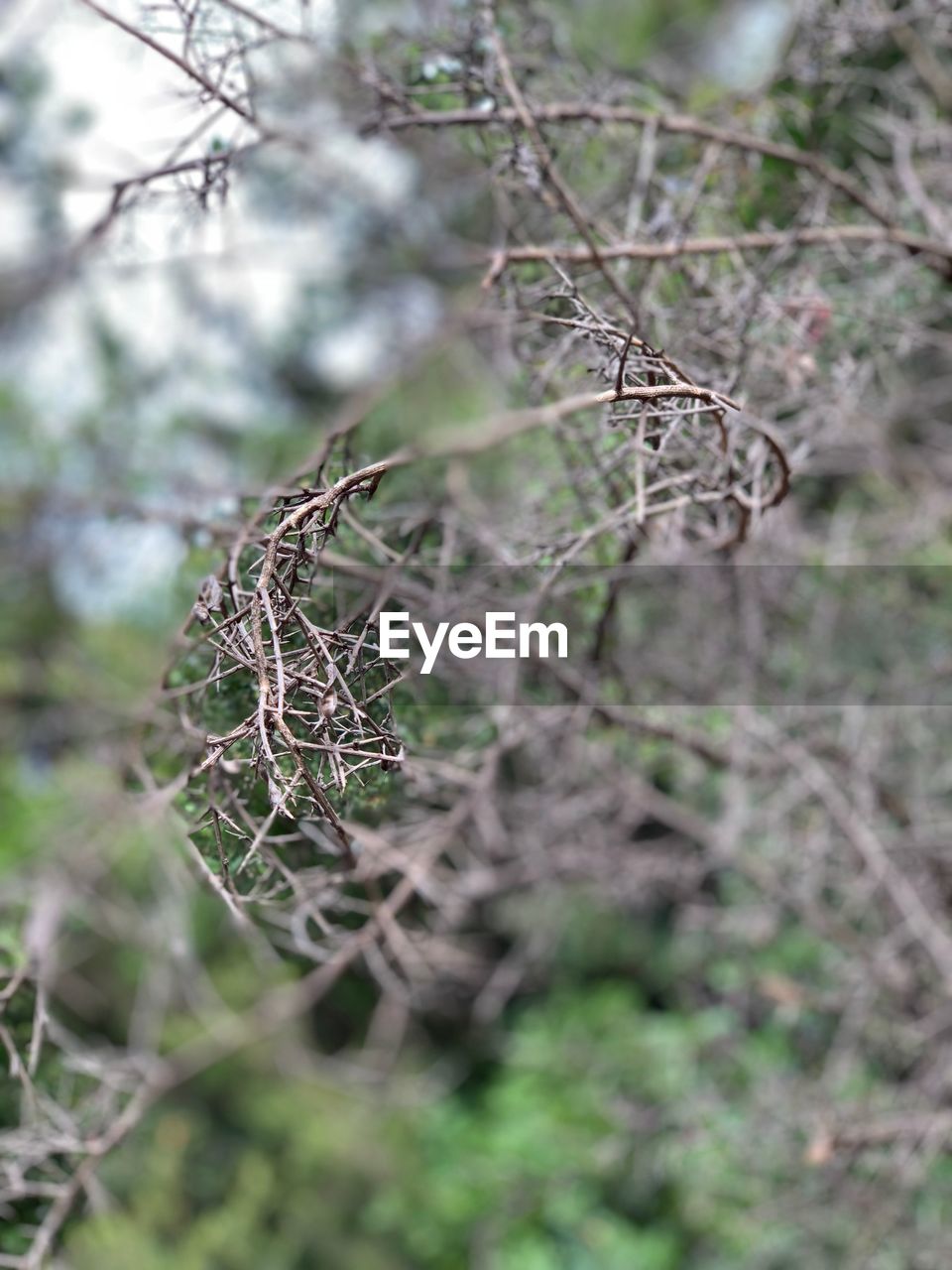 CLOSE-UP OF DEAD PLANT ON BRANCH