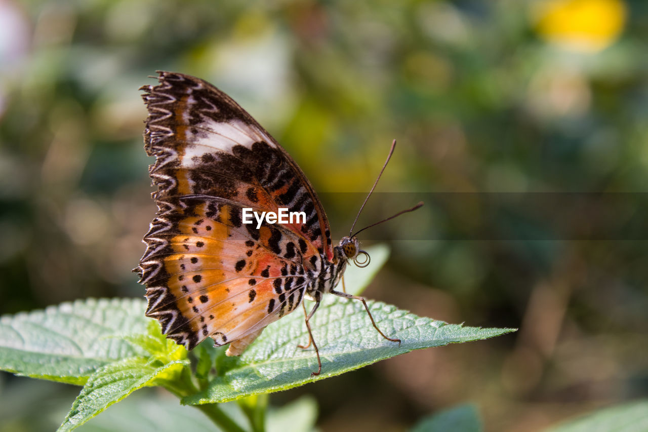 BUTTERFLY ON A LEAF