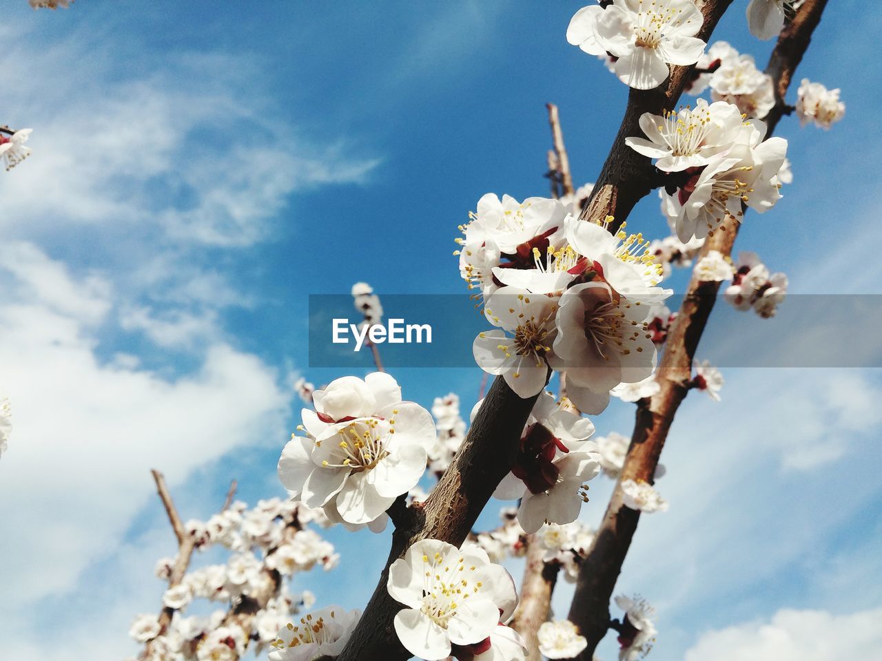 LOW ANGLE VIEW OF APPLE BLOSSOMS IN SPRING