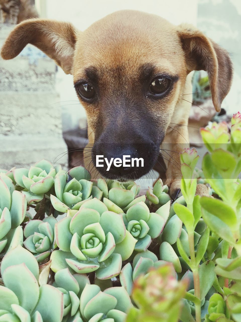 Close-up portrait of dog by plants