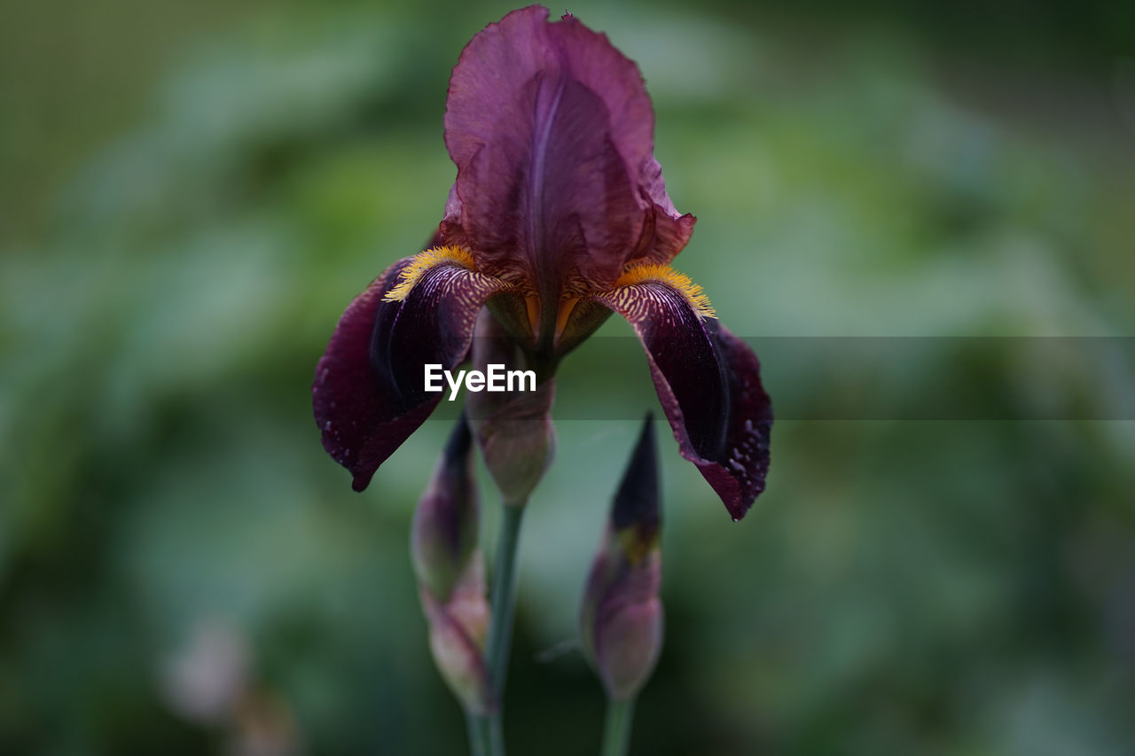 Close up of dark violet iris flower with yellow beard