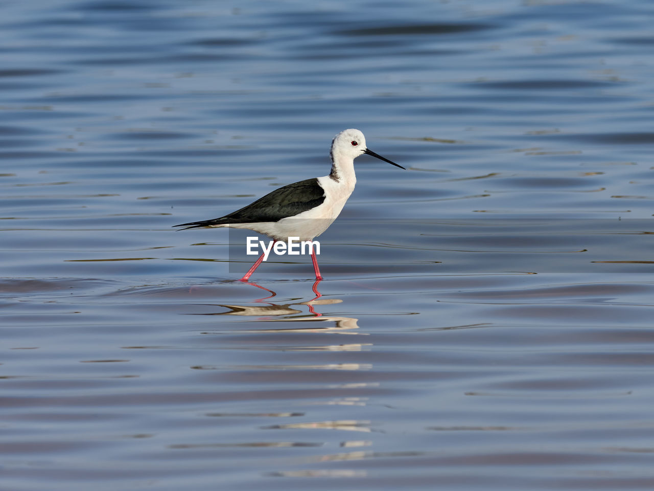 Black-winged stilt, himantopus himantopus, in the albufera de valencia, spain