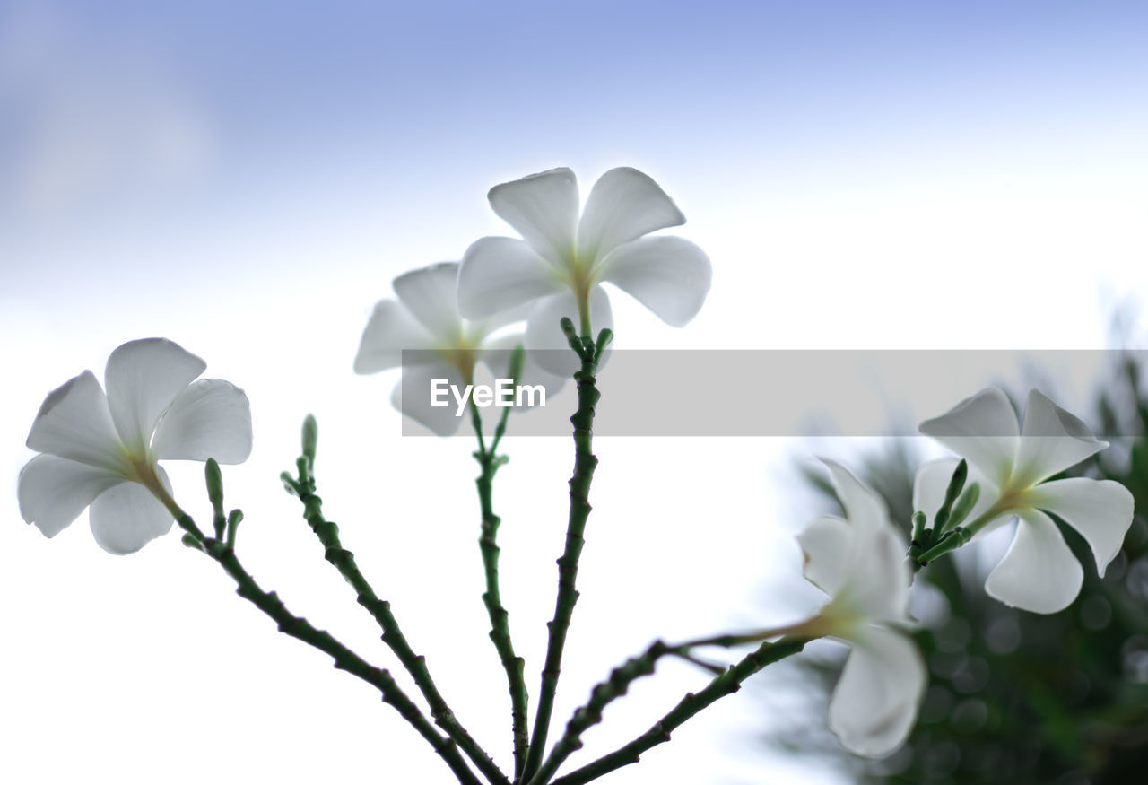 Close-up of white flowering plant against sky