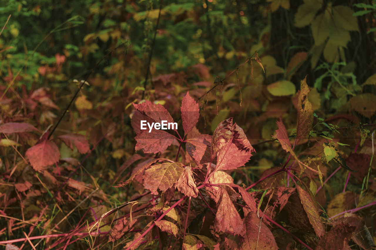 plant, nature, leaf, plant part, tree, autumn, land, beauty in nature, forest, flower, no people, woodland, growth, natural environment, outdoors, branch, day, close-up, environment, tranquility, jungle, field, sunlight, focus on foreground, shrub, green