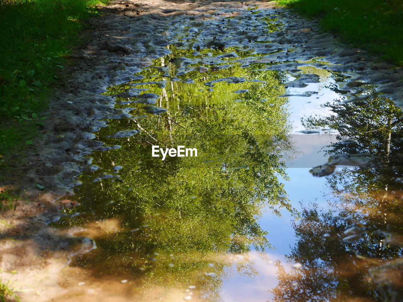 High angle view of puddle with reflection of tree in forest