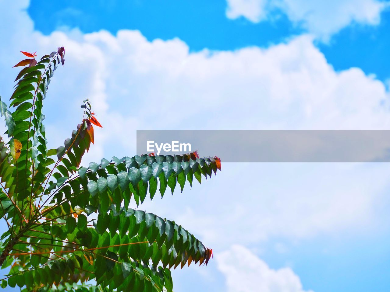 LOW ANGLE VIEW OF BUTTERFLY ON FLOWER PLANT AGAINST SKY