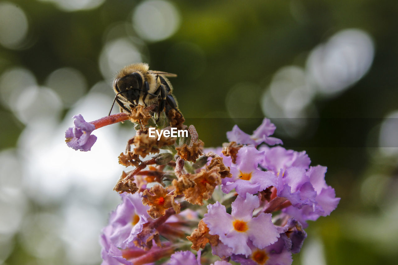 CLOSE-UP OF BEE POLLINATING ON PURPLE FLOWERING PLANT