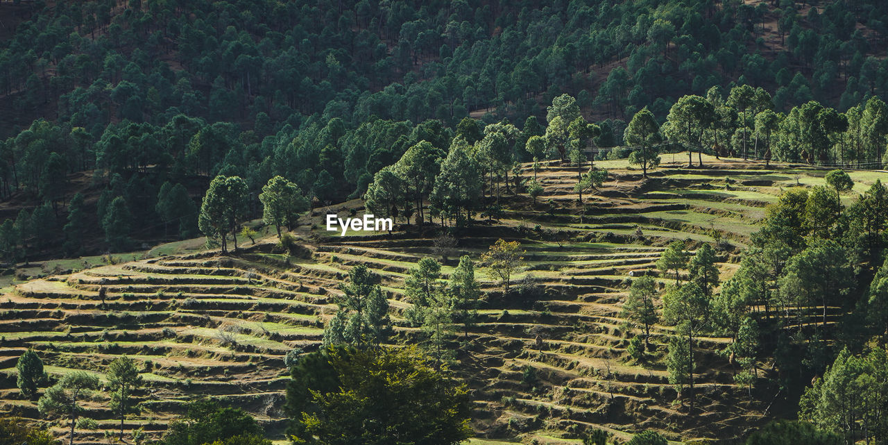 A beautiful landscape of fields in the mountains of almora. a view of how terrace farming