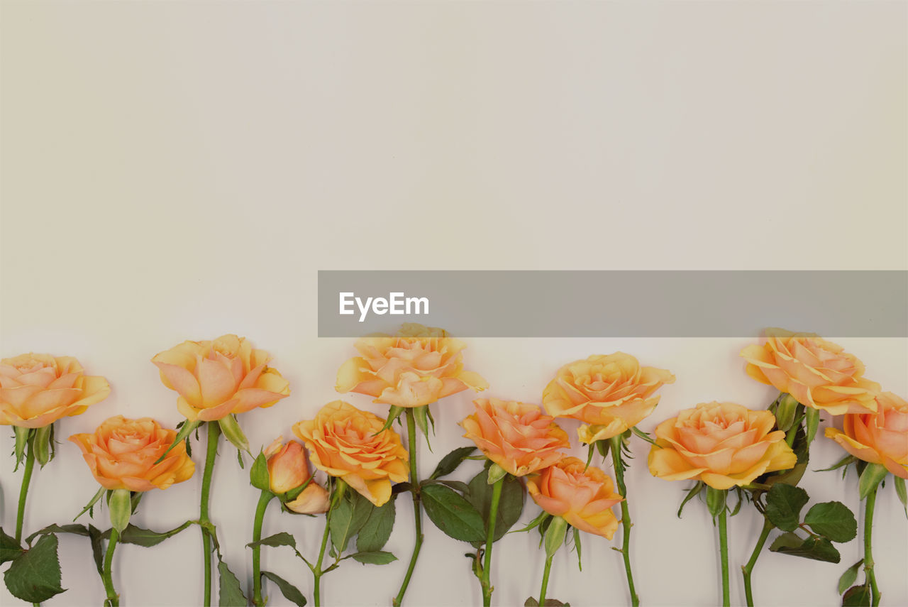 CLOSE-UP OF FLOWERS ON WHITE BACKGROUND
