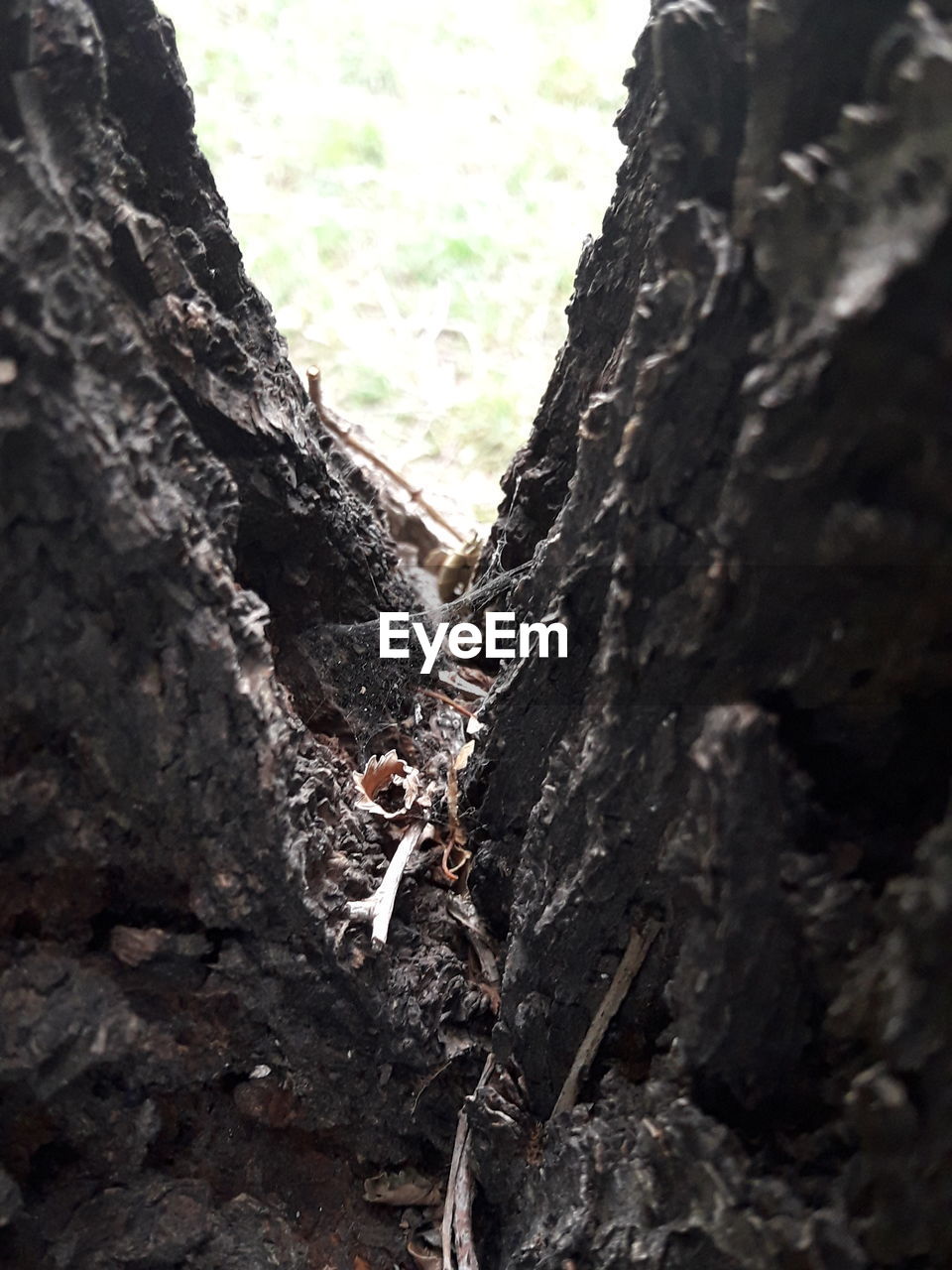 CLOSE-UP OF TREE TRUNK ON ROCK