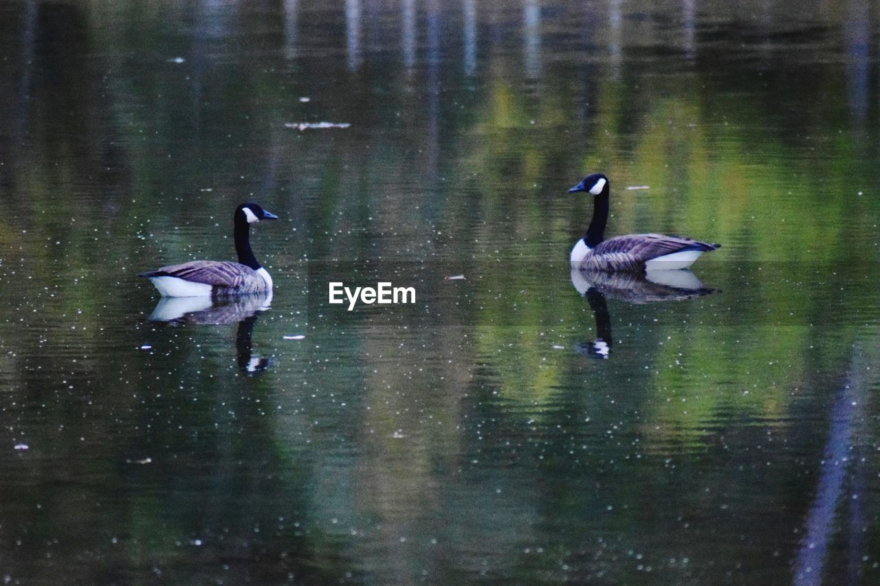 Canada geese swimming on lake