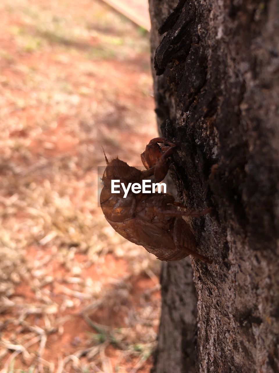 CLOSE UP OF SQUIRREL ON TREE TRUNK