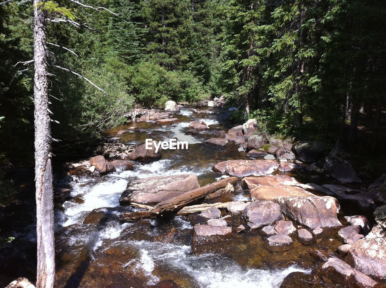 River flowing through forest