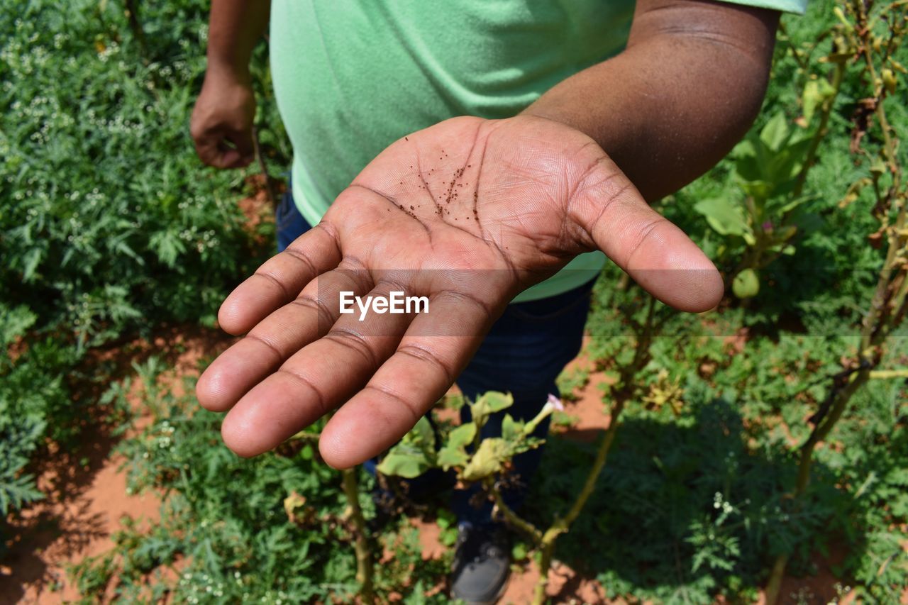 Close-up of hands holding tobacco