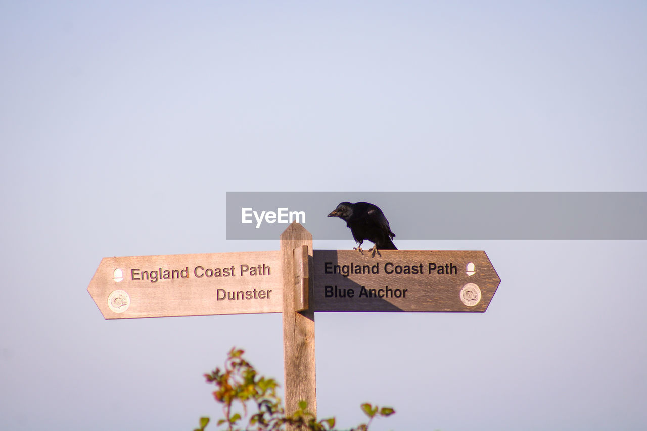 Low angle view of bird perching on sign against clear sky