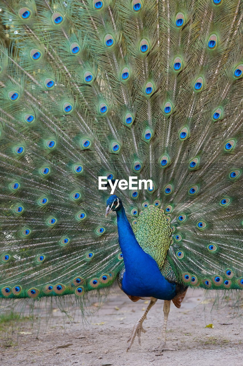 CLOSE-UP OF PEACOCK FEATHER ON BLUE SURFACE