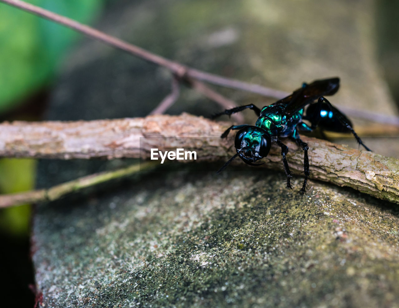 CLOSE-UP OF INSECT ON TREE