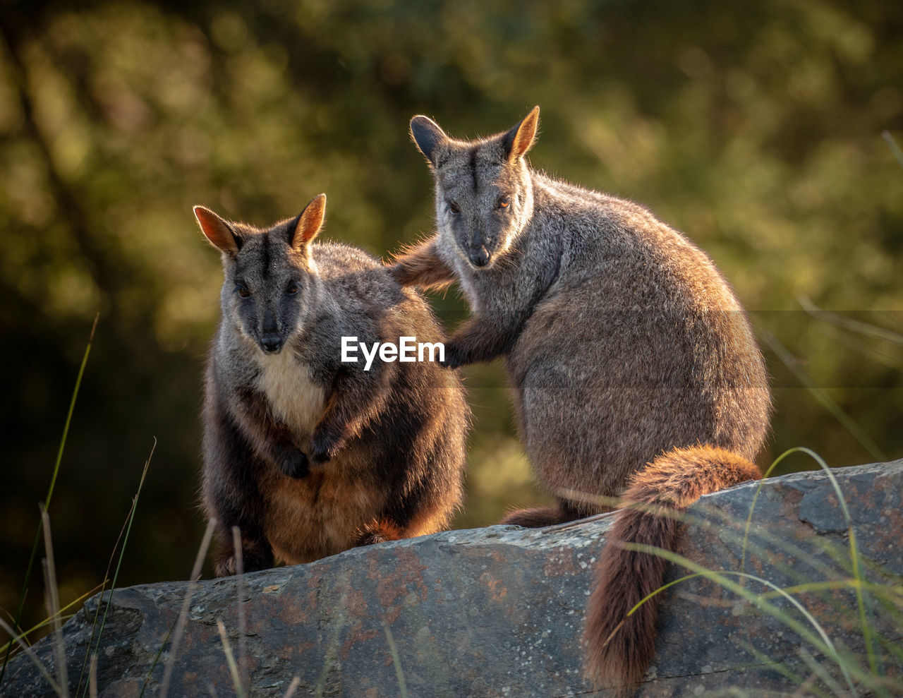 Rock wallabies sitting on land