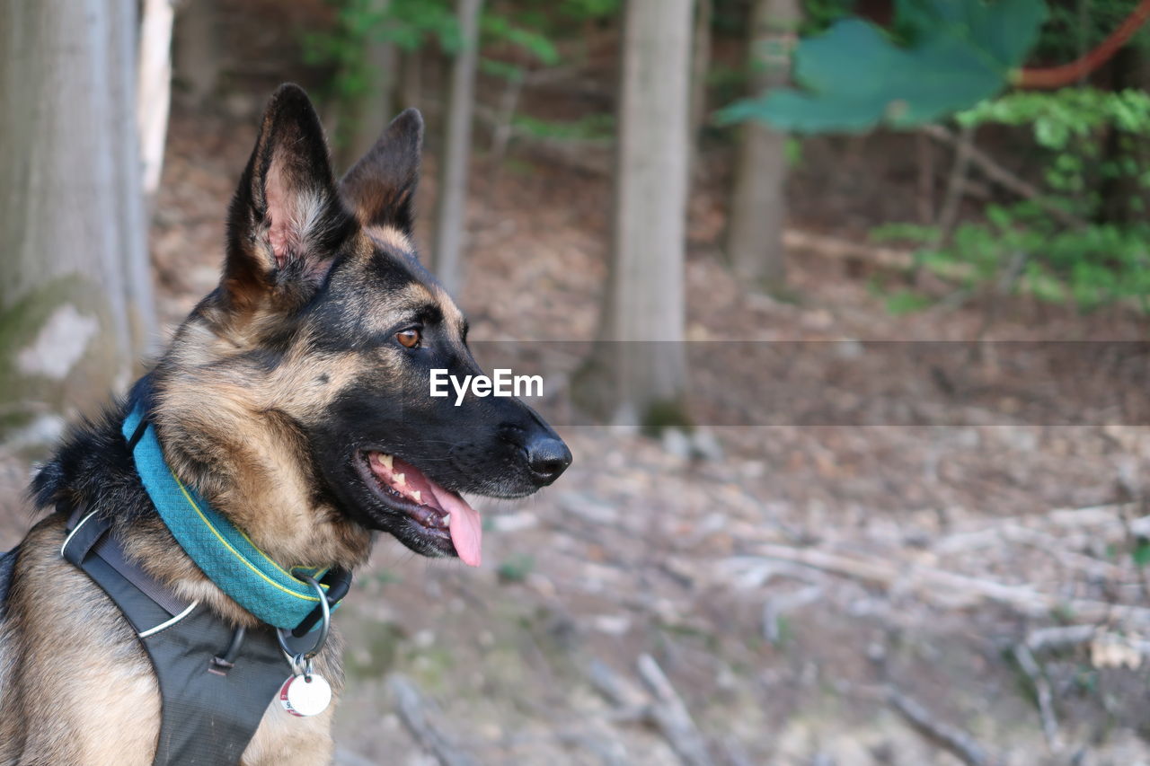 Close-up of dog looking away